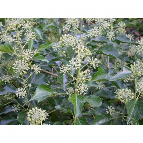 Hedera helix 'Arborescens' - lierres de Perse,