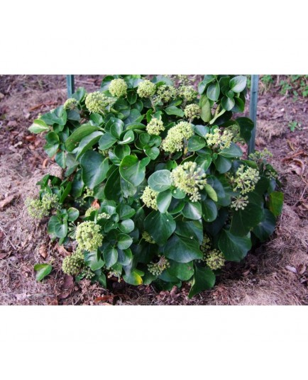 Hedera helix 'Arbori Compact' - lierre arborescent