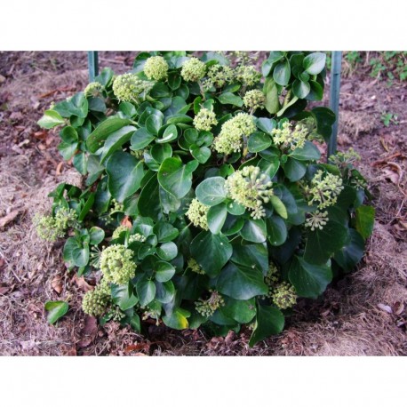 Hedera helix 'Arbori Compact' - lierre arborescent