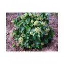 Hedera helix 'Arbori Compact' - lierre arborescent