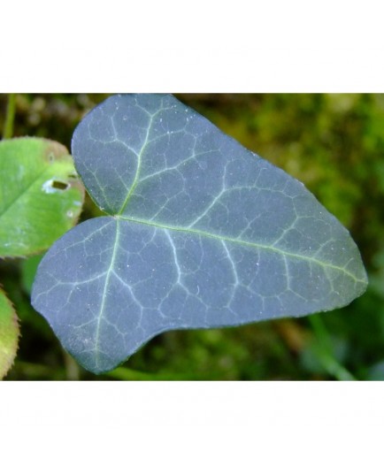 Hedera helix 'Atropurpurea' - Lierre pourpre