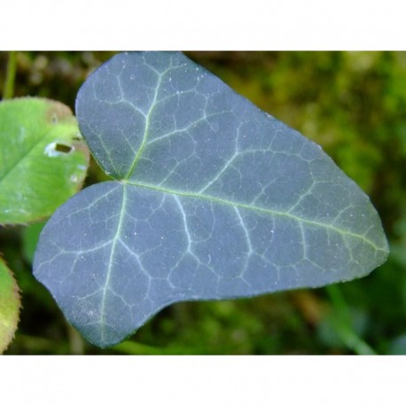 Hedera helix 'Atropurpurea' - Lierre pourpre