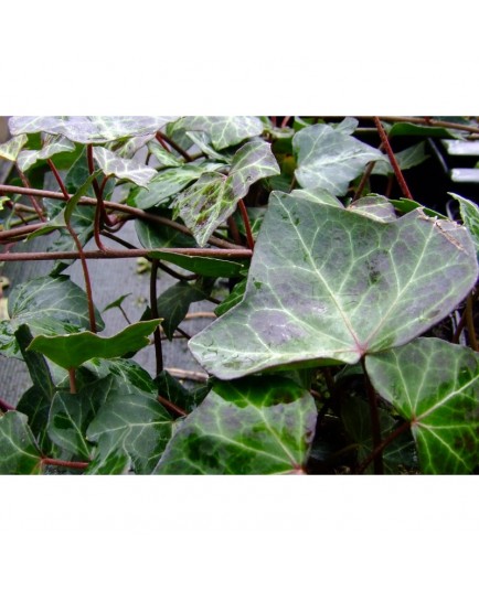 Hedera helix 'Baltica' - Lierre