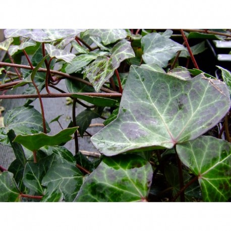 Hedera helix 'Baltica' - Lierre