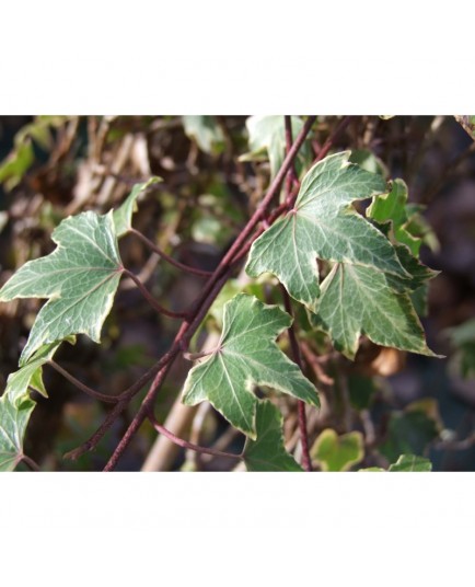 Hedera helix 'Goldheart' - Lierre panaché