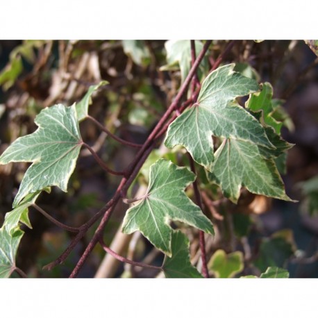 Hedera helix 'Goldheart' - Lierre panaché