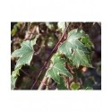 Hedera helix 'Goldheart' - Lierre panaché