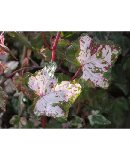 Hedera helix 'Kolibri' - Lierre panaché