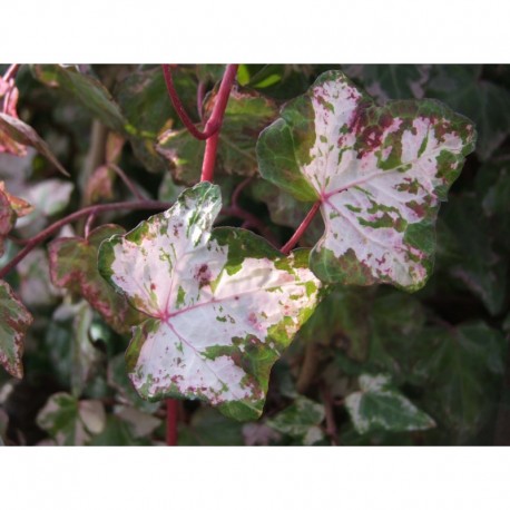 Hedera helix 'Kolibri' - Lierre panaché