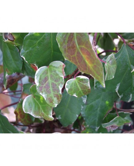 Hedera helix 'Marginata Elegantissima'- Lierre panaché