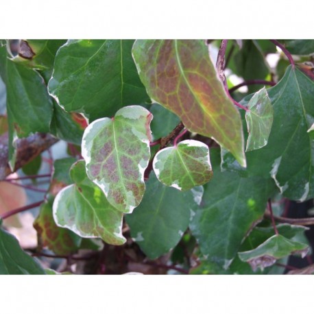 Hedera helix 'Marginata Elegantissima'- Lierre panaché