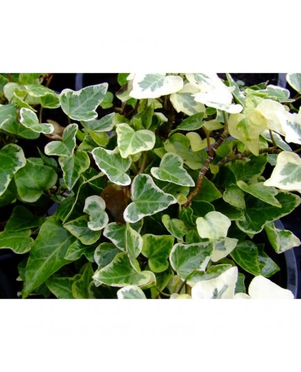 Hedera helix 'White Wonder' - lierre panaché