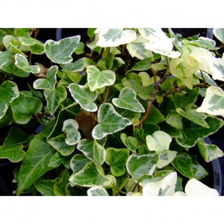 Hedera helix 'White Wonder' - lierre panaché