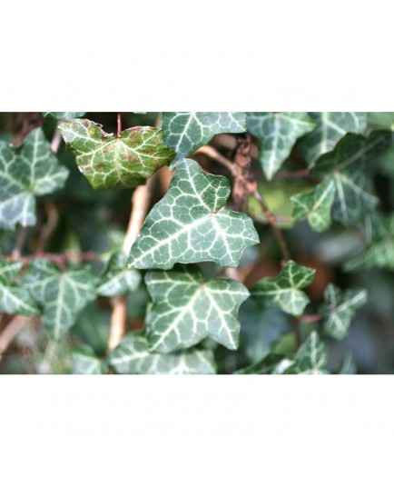 Hedera helix - Lierre des bois