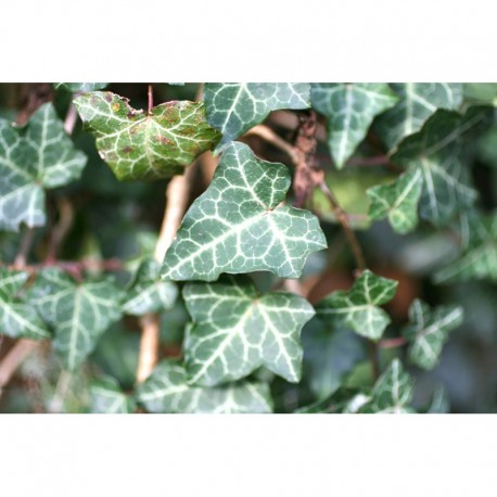 Hedera helix - Lierre des bois