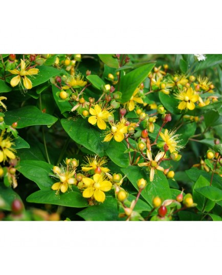 Hypericum androsaemum 'Autumn Blaze' - millepertuis arbustif