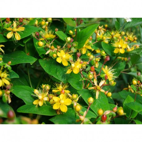 Hypericum androsaemum 'Autumn Blaze' - millepertuis arbustif