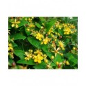 Hypericum androsaemum 'Autumn Blaze' - millepertuis arbustif