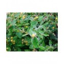 Hypericum androsaemum 'Gladys Brabazon' - Millepertuis panaché