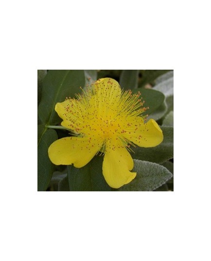 Hypericum calycinum - Millepertuis rampant