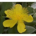 Hypericum calycinum - Millepertuis rampant