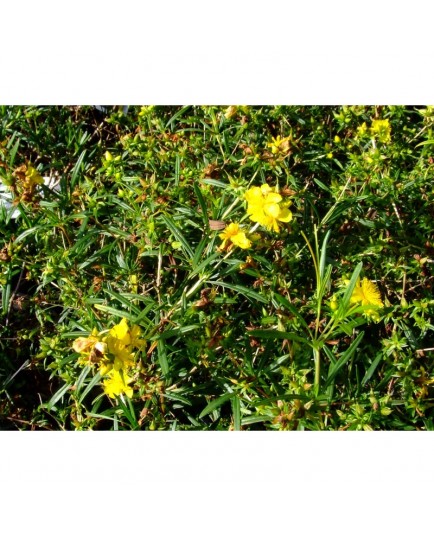 Hypericum densiflorum 'Buttercup' - millepertuis