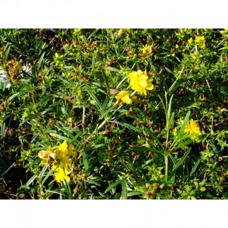 Hypericum densiflorum 'Buttercup' - millepertuis