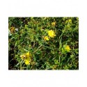 Hypericum densiflorum 'Buttercup' - millepertuis