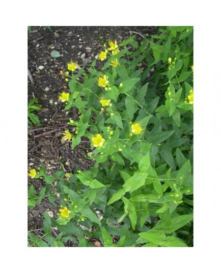 Hypericum hircinum - Millepertuis