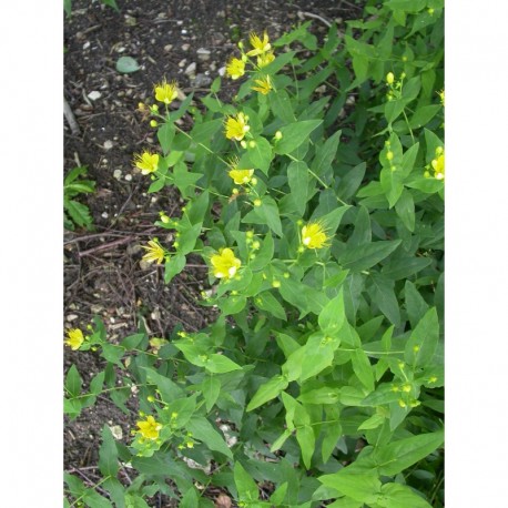 Hypericum hircinum - Millepertuis