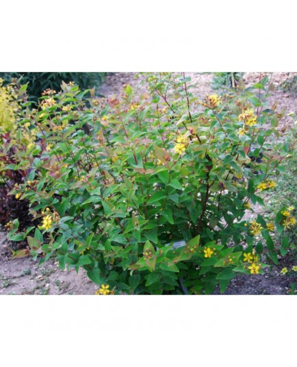 Hypericum inodorum x 'Elstead' - Millepertuis arbuste
