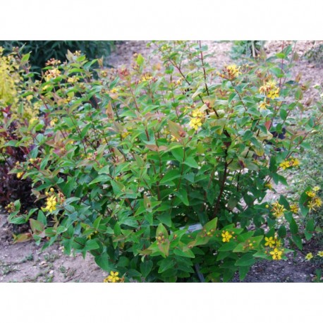 Hypericum inodorum x 'Elstead' - Millepertuis arbuste
