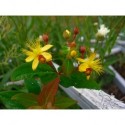 Hypericum inodorum x 'Excellent Flair' - Millepertuis