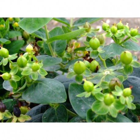 Hypericum inodorum x 'Magical Lime light' - millepertuis arbustif