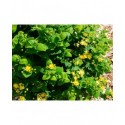 Hypericum inodorum x 'Magical Lime light' - millepertuis arbustif