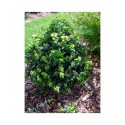 Hypericum inodorum x 'Magical Lime light' - millepertuis arbustif