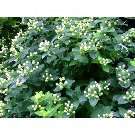 Hypericum inodorum x 'Magical White' - meillepertuis arbustif