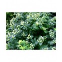 Hypericum inodorum x 'Magical White' - meillepertuis arbustif