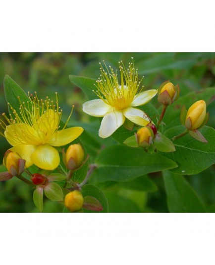 Hypericum inodorum x 'Orange Flair' - Millepertuis