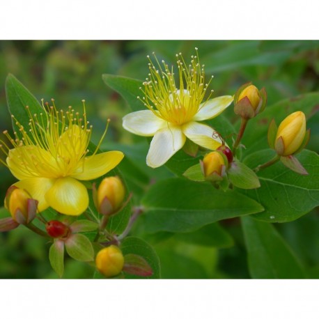 Hypericum inodorum x 'Orange Flair' - Millepertuis