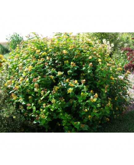 Hypericum inodorum x 'Rheingold' - millepertuis arbustif