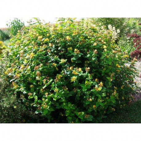 Hypericum inodorum x 'Rheingold' - millepertuis arbustif