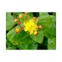 Hypericum inodorum x 'Rheingold' - millepertuis arbustif