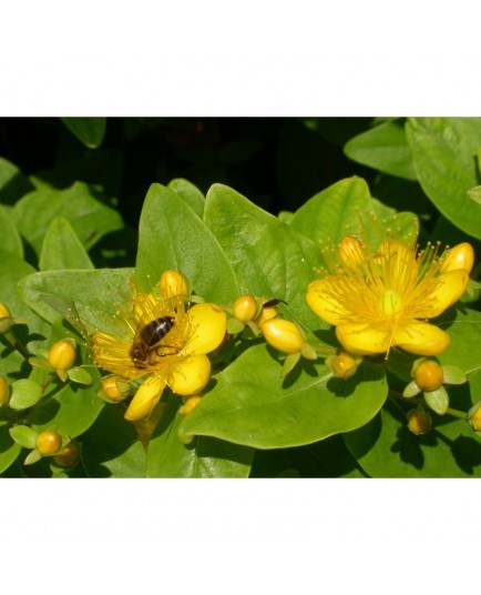 Hypericum inodorum x 'Summergold' - Millepertuis