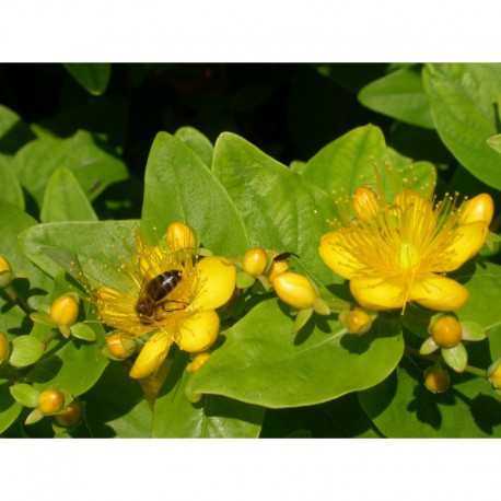Hypericum inodorum x 'Summergold' - Millepertuis