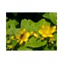 Hypericum inodorum x 'Summergold' - Millepertuis