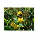 Hypericum inodorum x 'Summergold' - Millepertuis