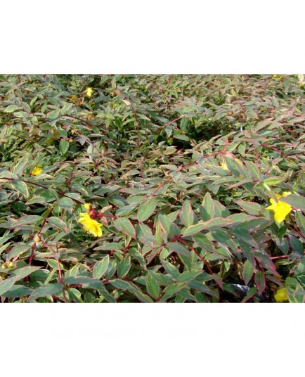 Hypericum moserianum 'Tricolor' - Millepertuis panaché