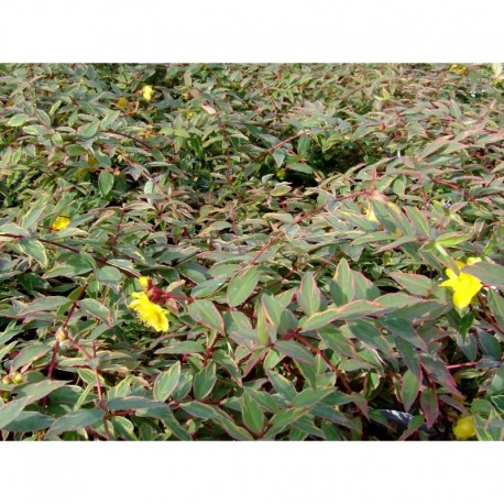 Hypericum moserianum 'Tricolor' - Millepertuis panaché