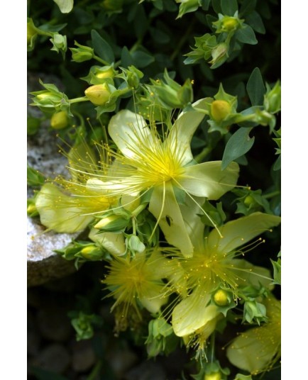 Hypericum olympicum 'Citrinum' - Millepertuis de l'Olympe citron